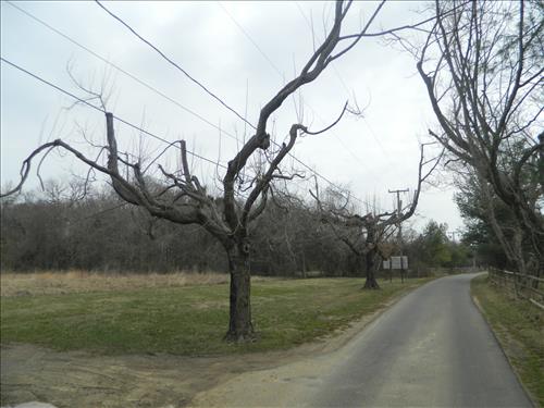 Trees at Chatham Lane and National Cemetery Fredericksburg and Spotsylvania March 2015