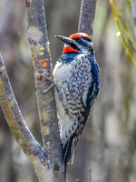 Black and white bird with red head and chin