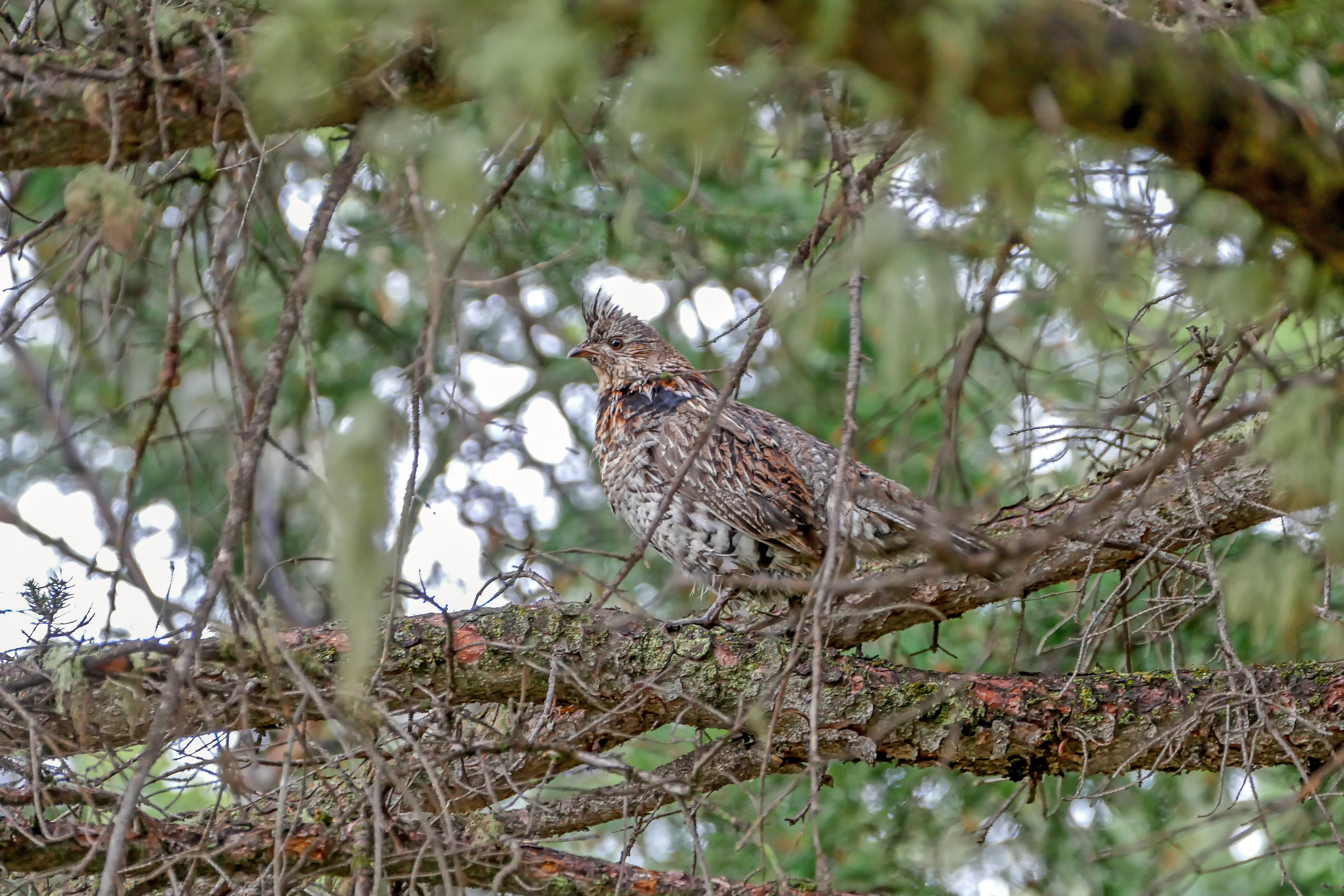 A ruffed grouse is standing on a tree limb.