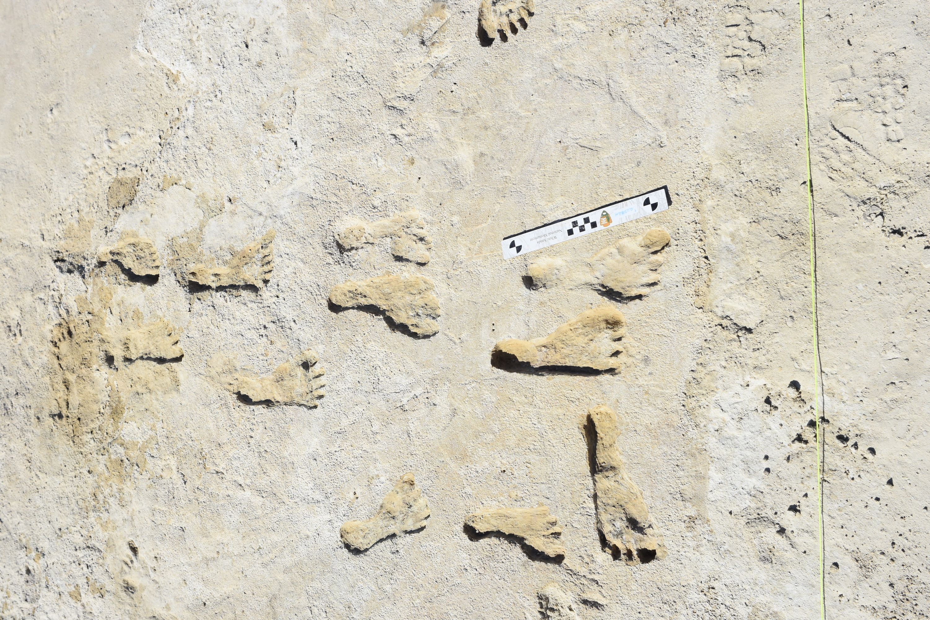 12 human footprints belonging to one adolecent and possibly female teenager.