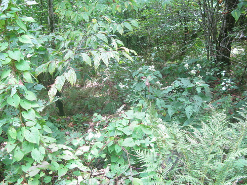 GRSM Accuracy Assessment. Plot Code: GRSM_AA_0467_4