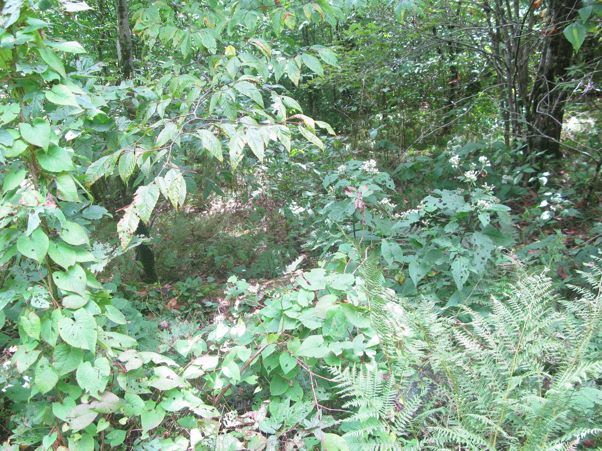 GRSM Accuracy Assessment. Plot Code: GRSM_AA_0467_4