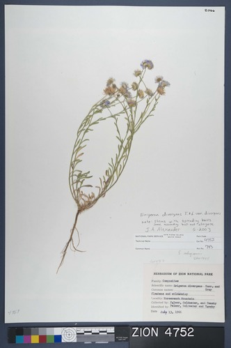 Herbarium Specimen Sheet 4752