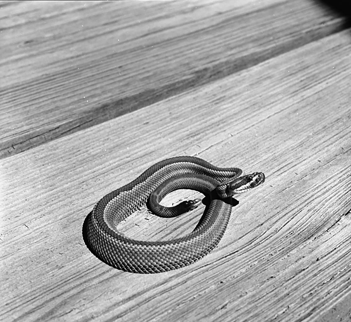 A striped rattlesnake, found in yard at Rick's Market, brought to park. Kept two weeks before it died. Would not eat in captivity.