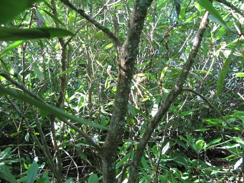 GRSM Accuracy Assessment. Plot Code: GRSM_AA_0003_4