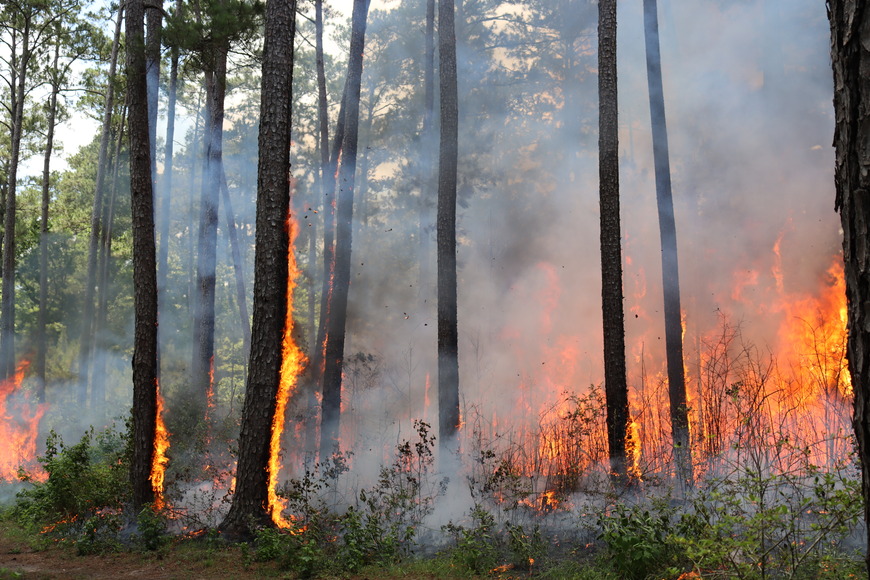 Flames creep up slender pine trees and burn dense vegetation during a fire in a forest.