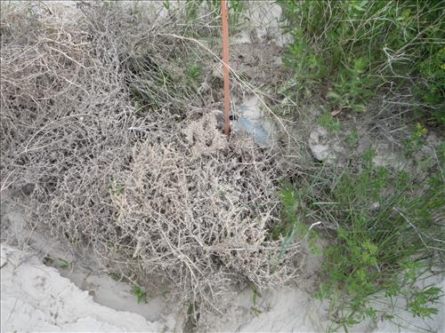 BADL_Sheep_Mountain_Road-South_Unit_02