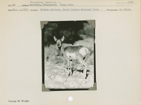hfca_1607_iva_013_10_002_1569_a. Antelope [American Pronghorn] -- Young male.. Locality: Indian Gardens, Grand Canyon National Park. Negative #: 1569