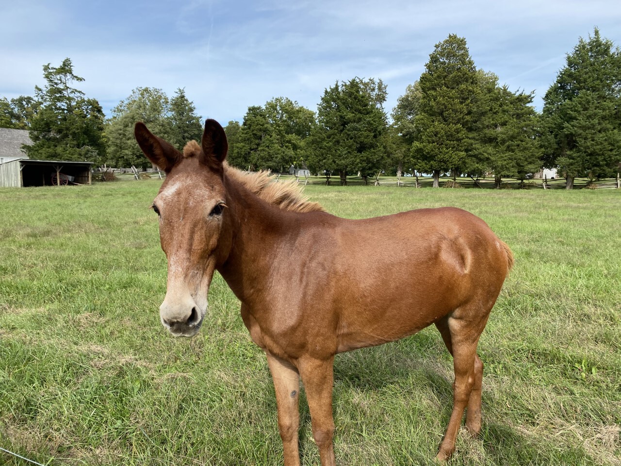 Maple the Mule