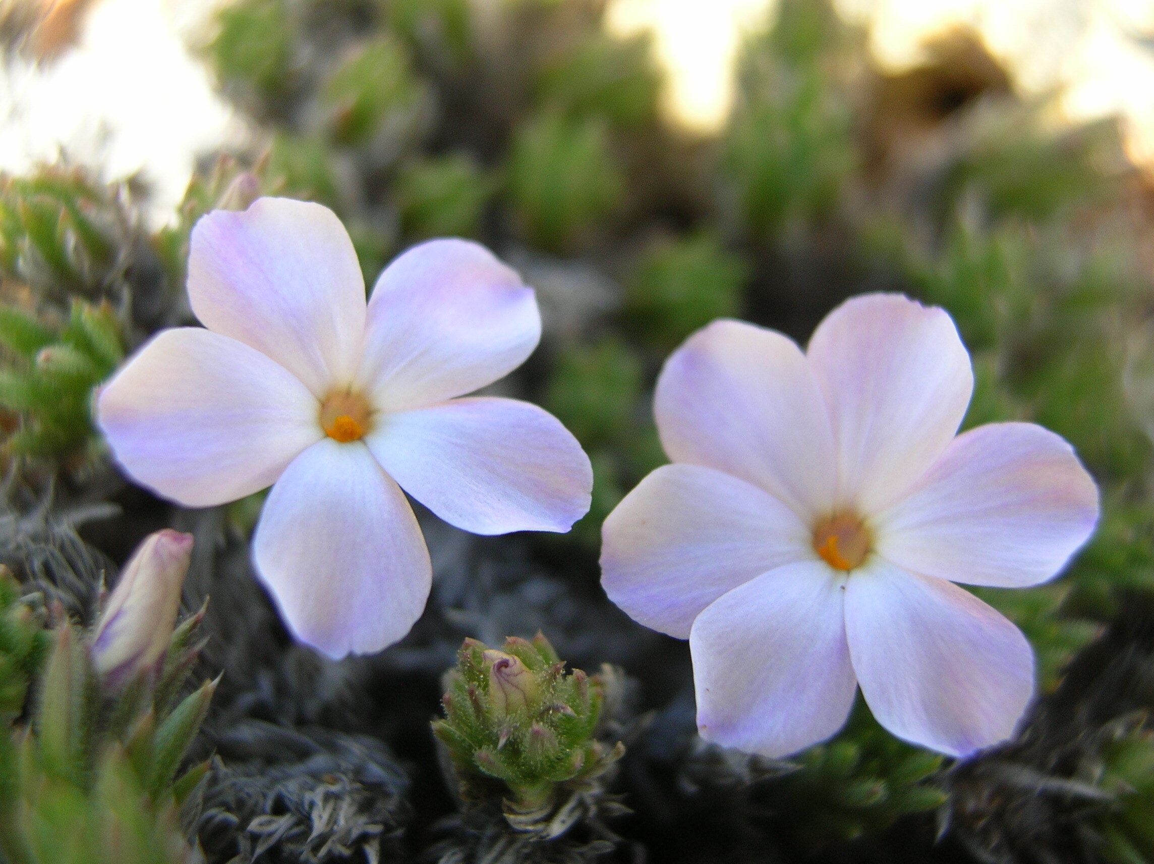 Large-petaled pinkish-white flowers grow low to the ground.