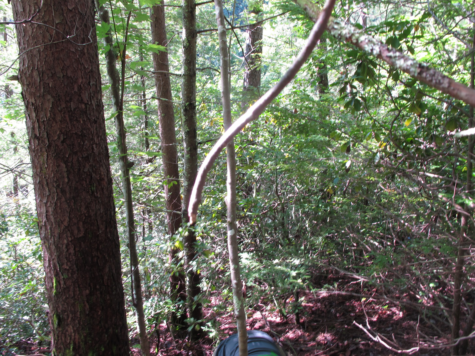 GRSM Accuracy Assessment. Plot Code: GRSM_AA_0430_4