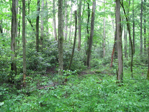 GRSM Accuracy Assessment. Plot Code: GRSM_AA_0627