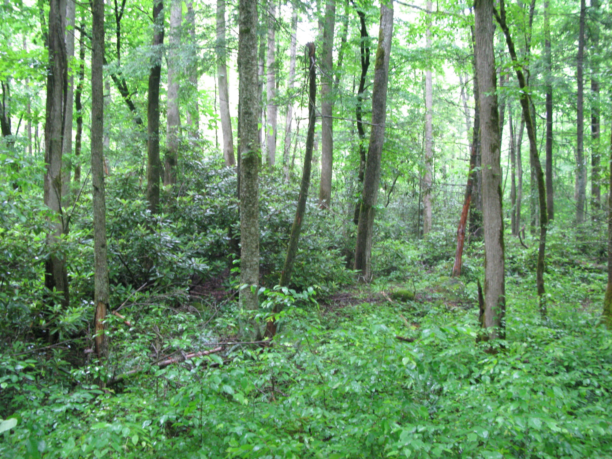 GRSM Accuracy Assessment. Plot Code: GRSM_AA_0627