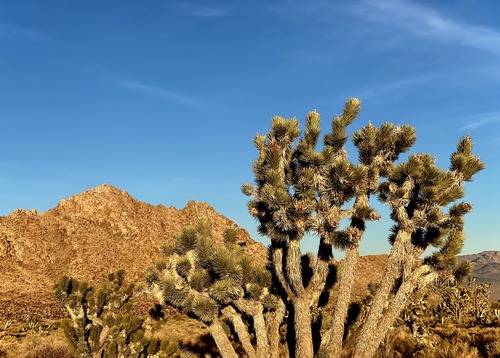 A Joshua tree with blue sky and a mountain in the background
