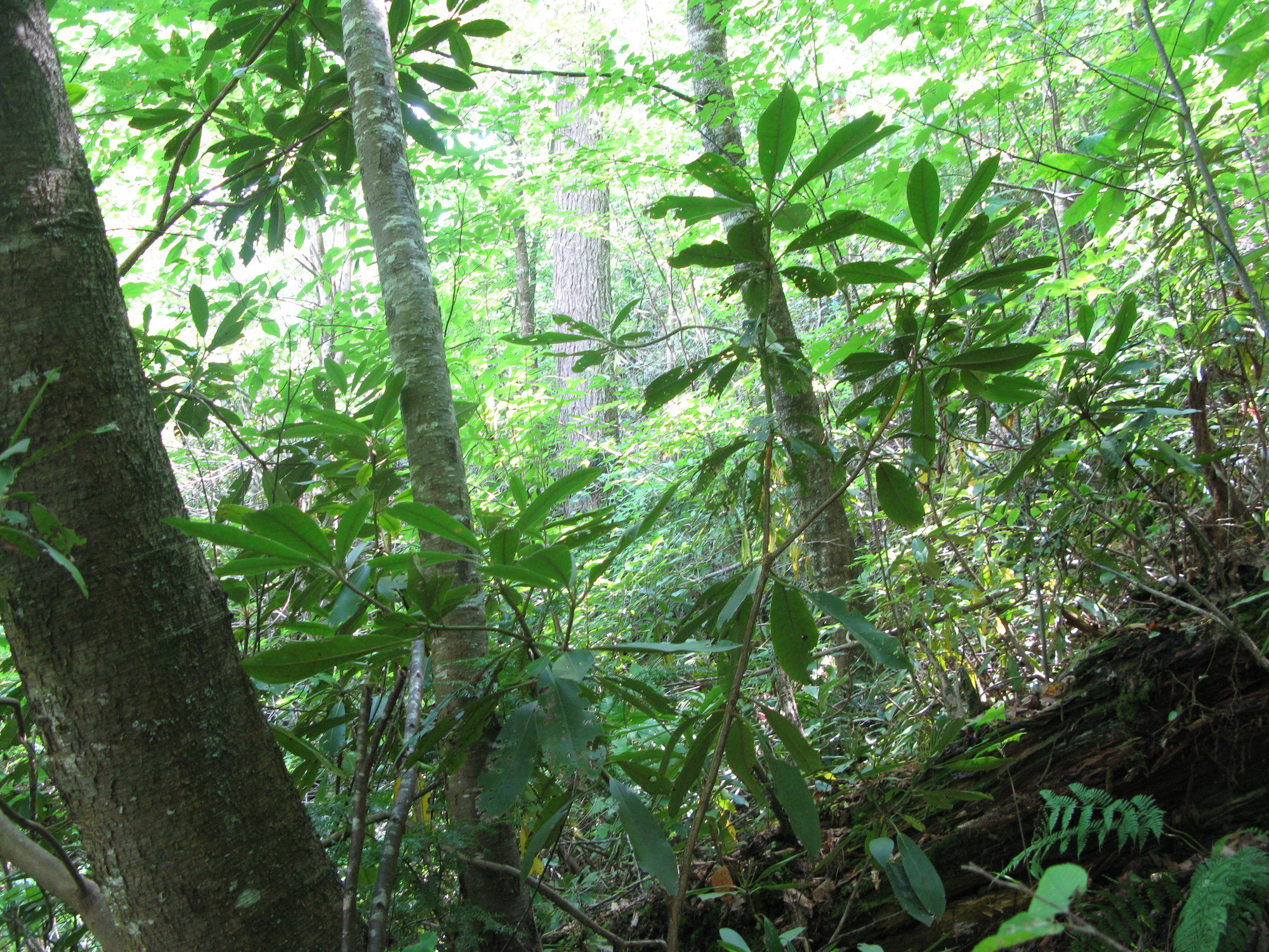 GRSM Accuracy Assessment. Plot Code: GRSM_AA_0027_6