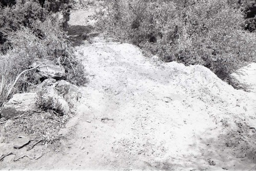 BW photo of the 1937 grazing study 35MM.