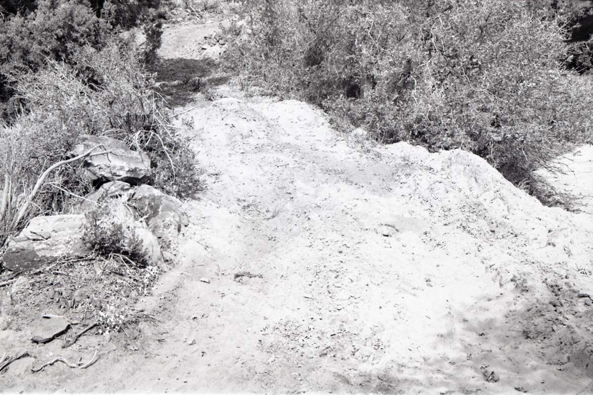 BW photo of the 1937 grazing study 35MM.