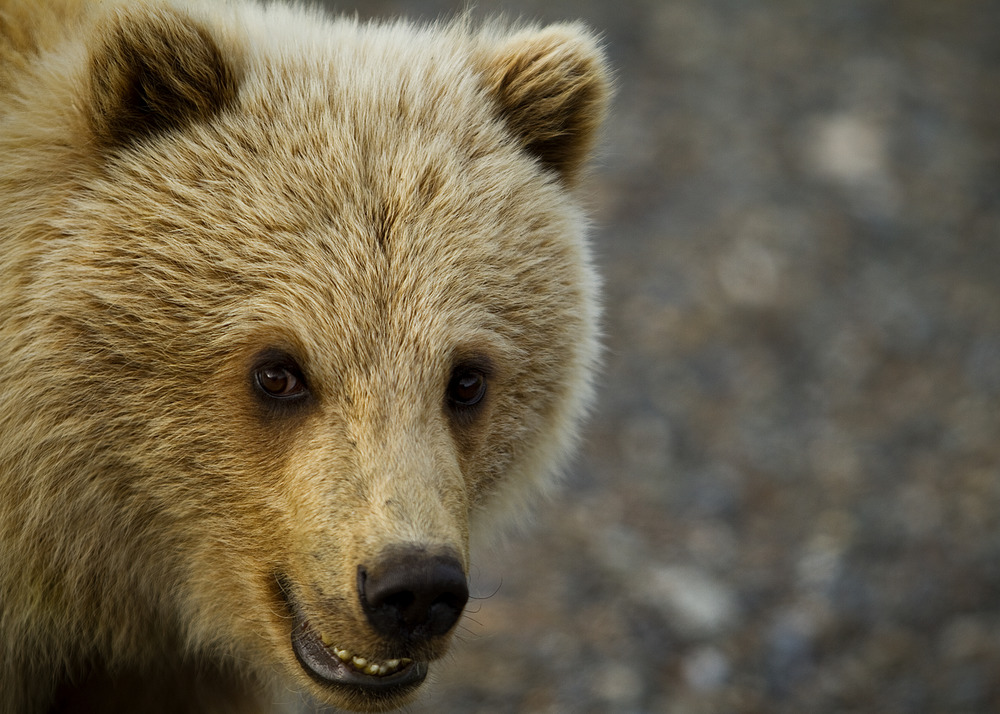 closeup of a bear with very light brown fur