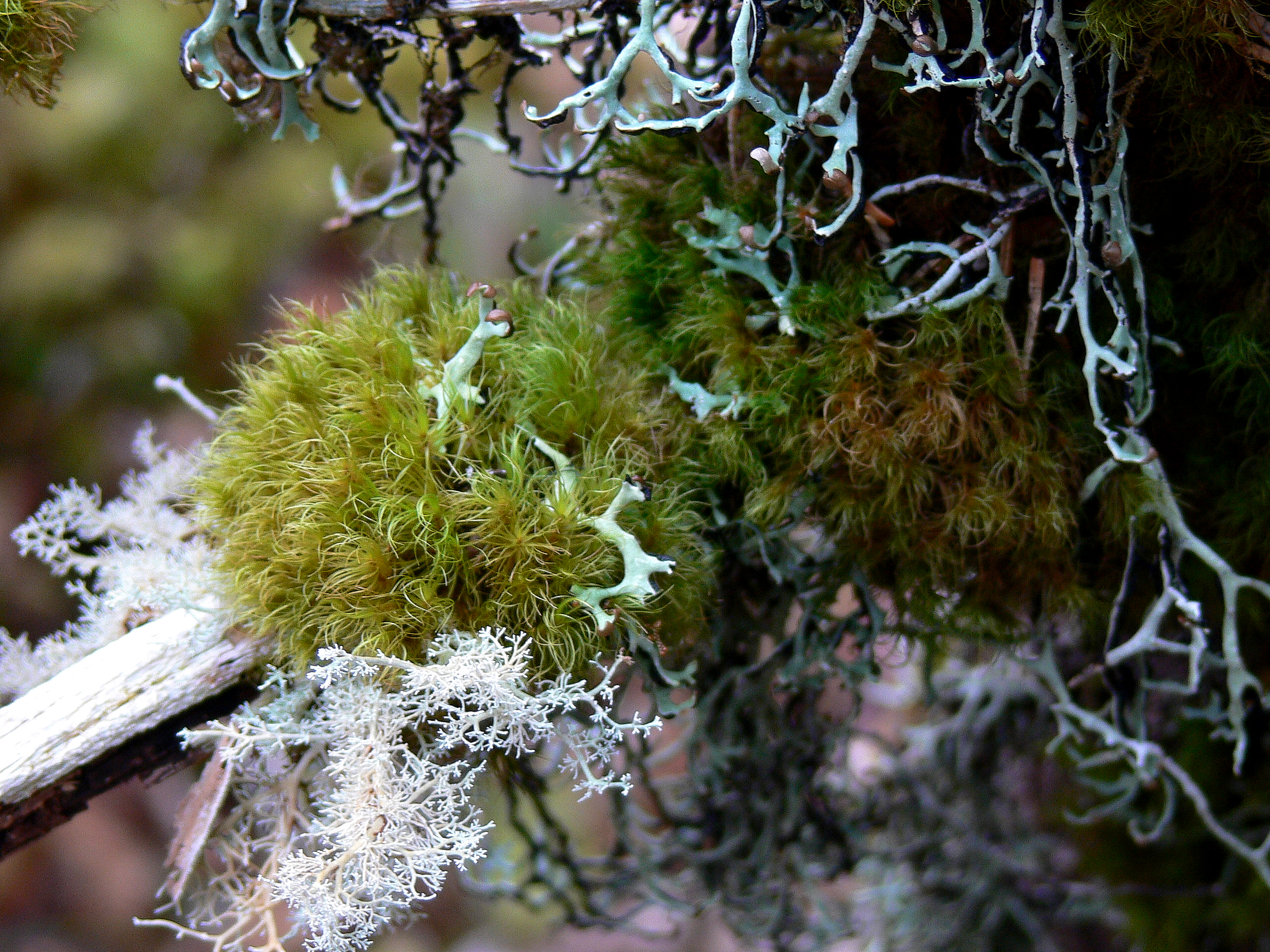 Close up shot of balls and moss and lichens clustered on a stick