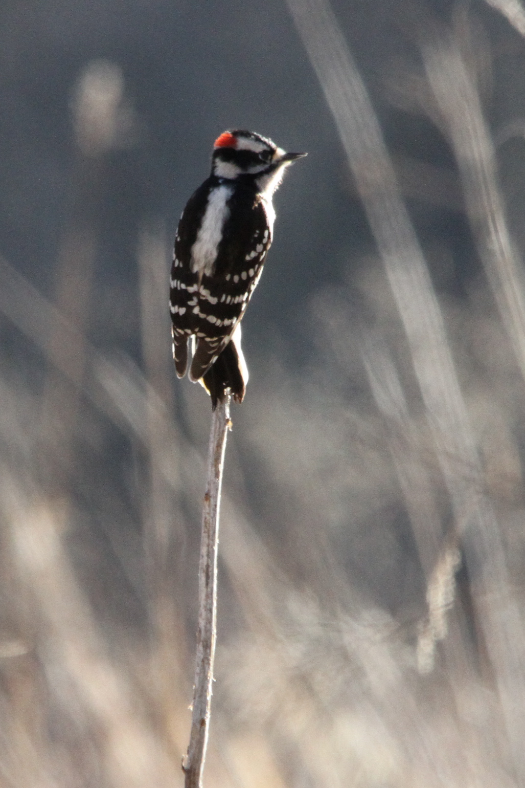 Image of Picoides pubescens, a species of Bird