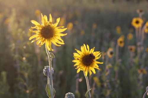 Morning sunlight illuminates two yellow flowers in a meadow.