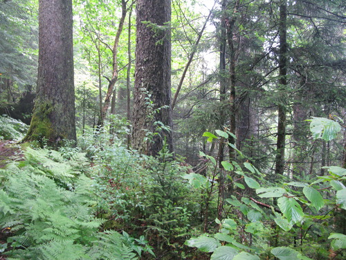 GRSM Accuracy Assessment. Plot Code: GRSM_AA_0142_6