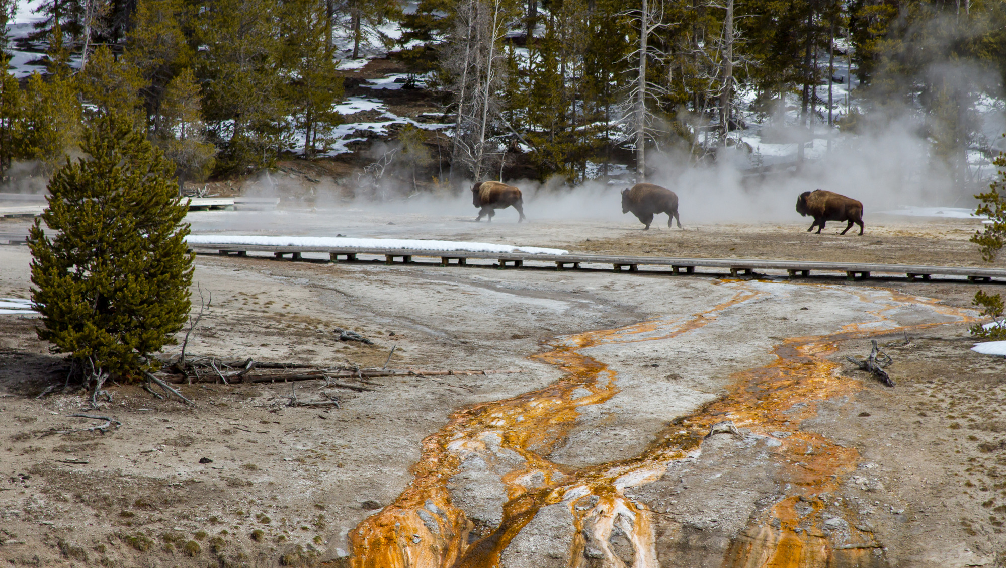 Three bison walk in front of a steamy hot spring