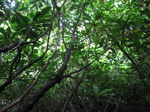 GRSM Accuracy Assessment. Plot Code: GRSM_AA_0384_3