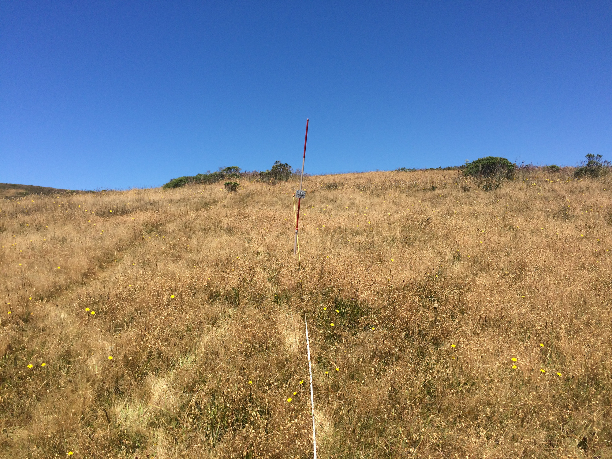 Eye-level view from the center point of a plant community monitoring plot