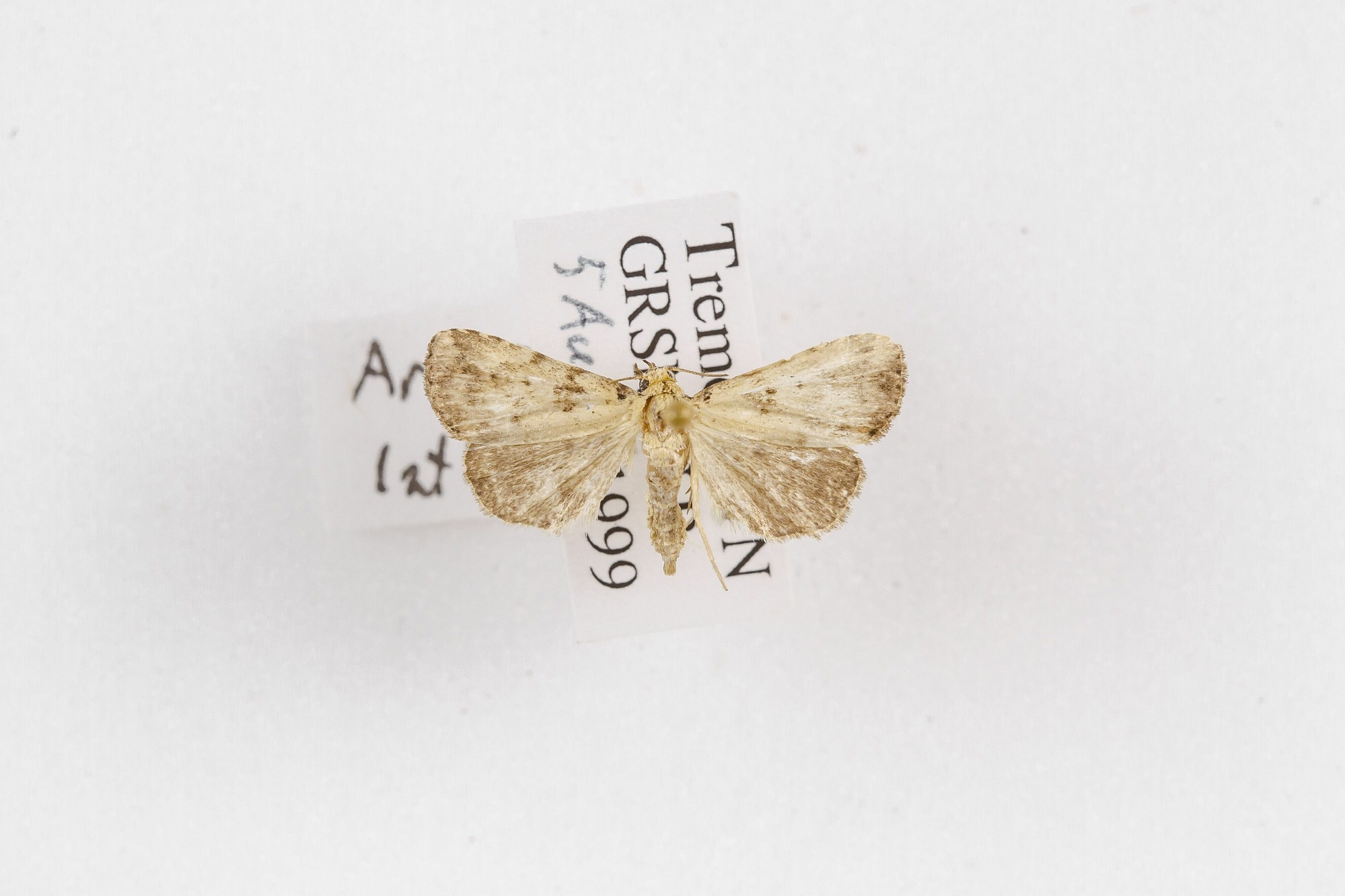 Image of Arugisa latiorella, a species of Animalia