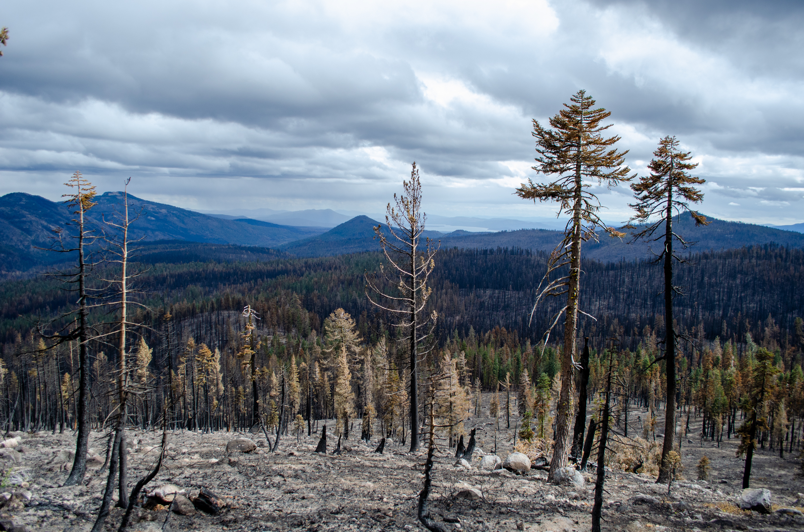 A  landscape photo of a conifer forest with moderate to high-severity effects of a recent wildfire.