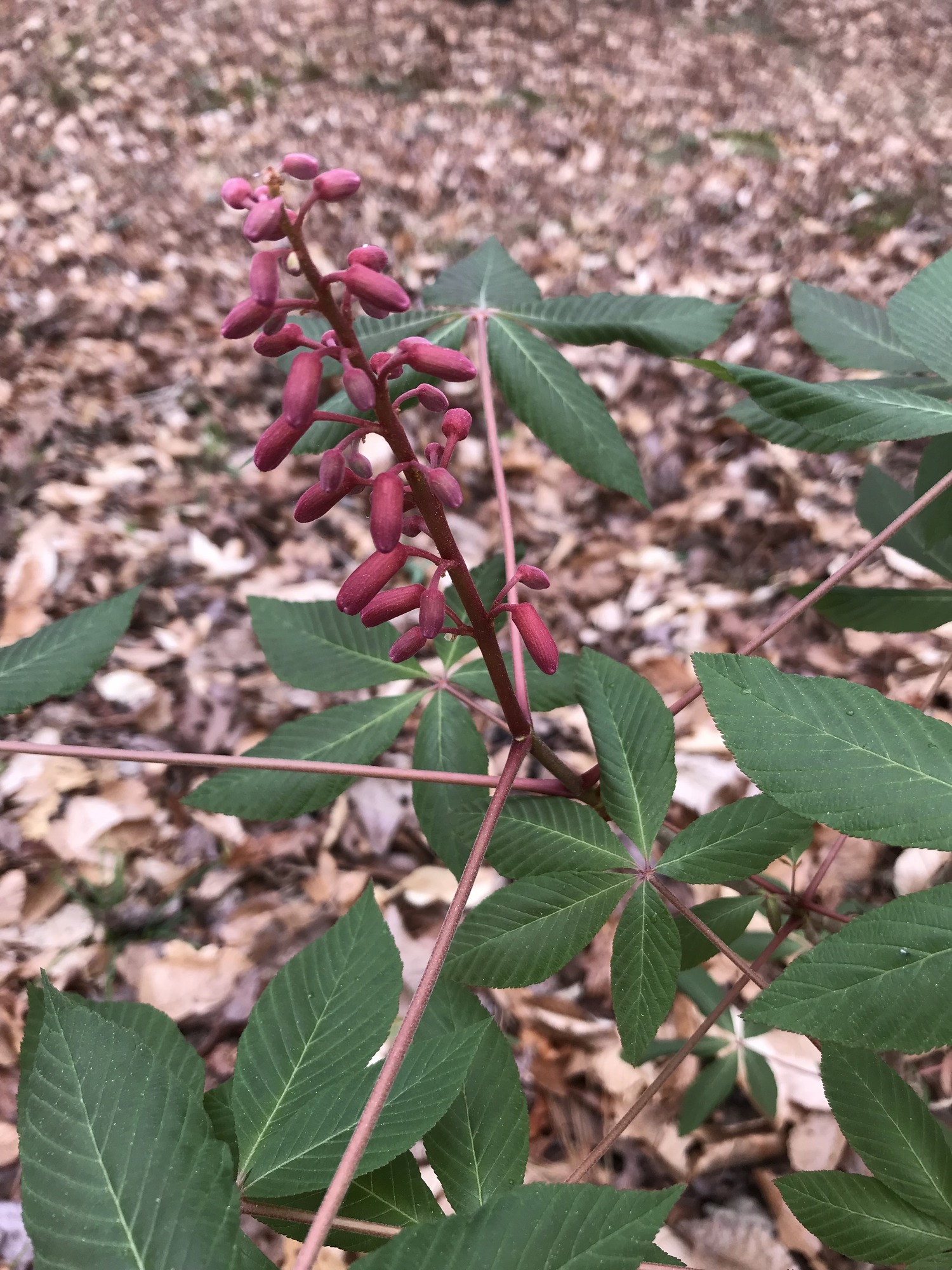 plant with heavily veined green leaves, red stems, and clustered red flowers in middle