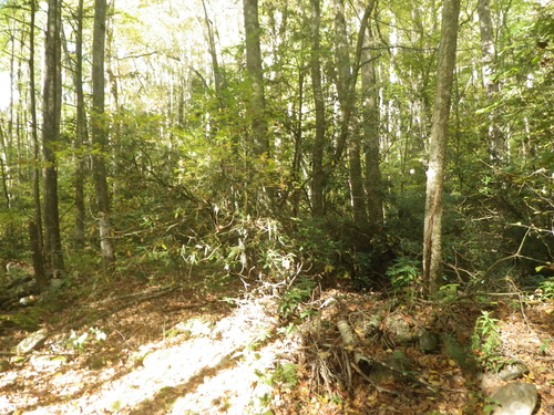 GRSM Accuracy Assessment. Plot Code: GRSM_AA_0246_5