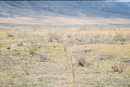 1 Gates of the Arctic National Park and Preserve Itkillik Birds June 2006