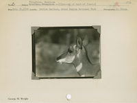 hfca_1607_iva_013_10_002_1739_a. Antelope [American Pronghorn] -- (Close-up of head of female).. Locality: Indian Gardens, Grand Canyon National Park. Negative #: 1739