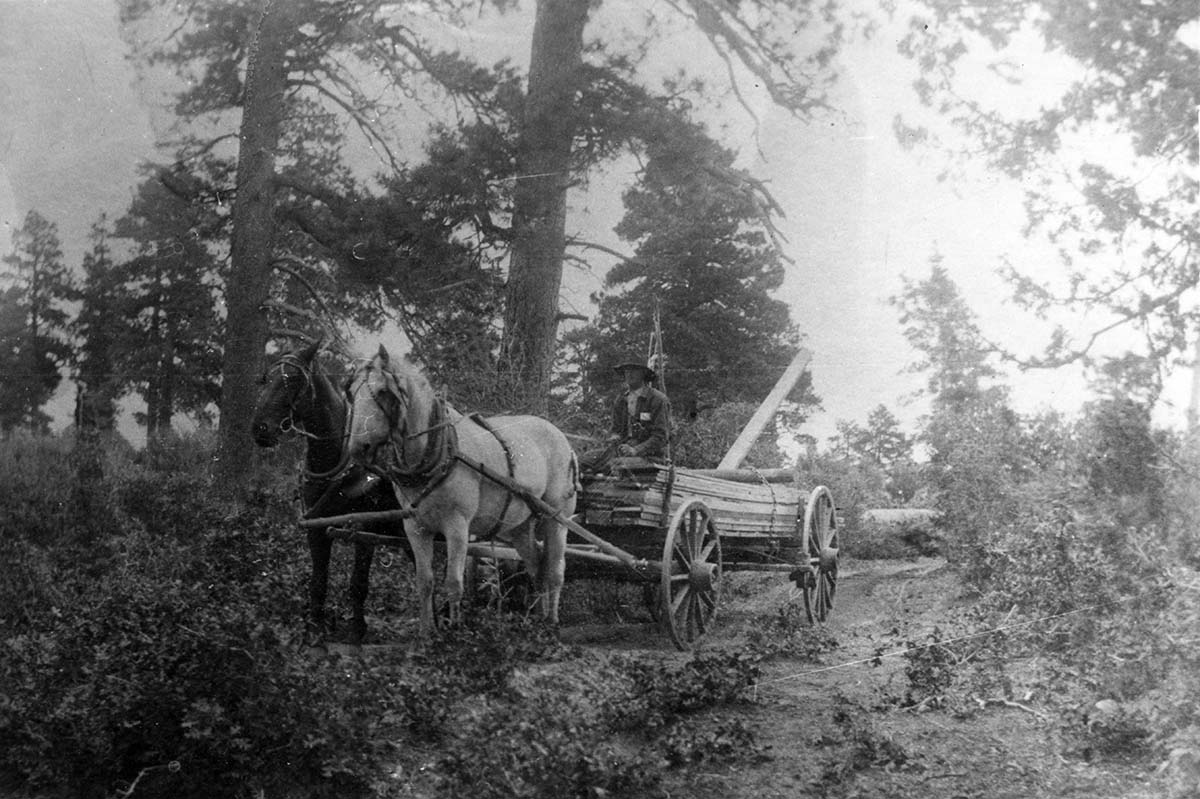 William L. Crawford driving horse-drawn wagon of lumber on east rim of Zion Canyon.