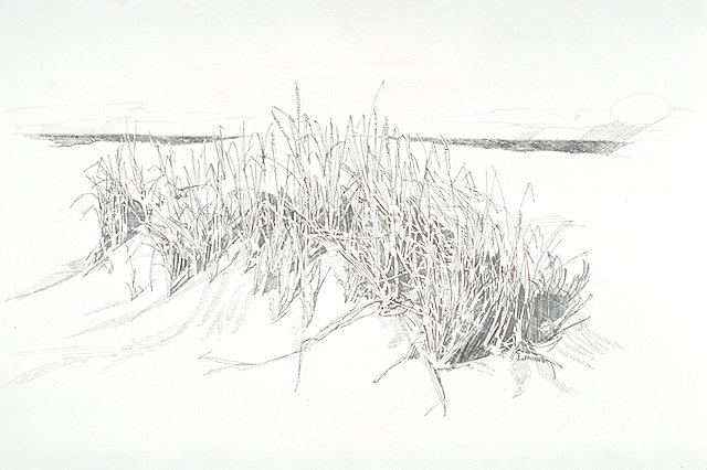 Scene depicts marram grass (beach grass) growing from sand dunes. The stems and blades of the grasses slow the wind down and break its sand-moving power at ground level.