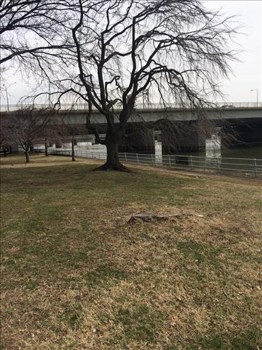Cherry Trees in West Potomac Park in March 2015