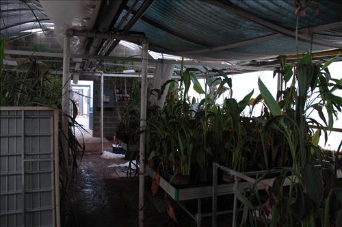 Major snow storm damage to greenhouse #4 at Kenilworth Aquatic Gardens - February 2010