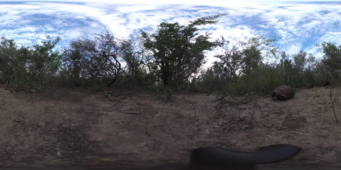 paal tortoise monitoring site condition photo ()