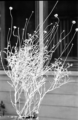 Complete specimen with flowers, branches, and leaves of Encelia.