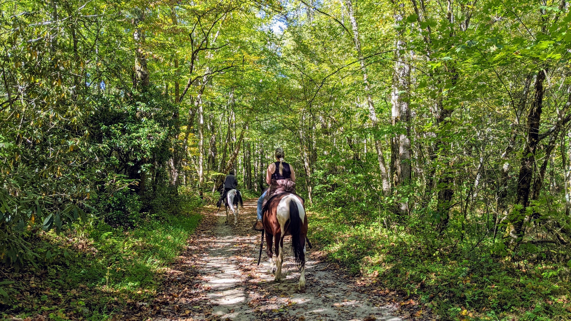 Two people riding horses on a wide, forested trail.