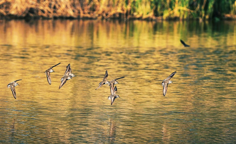 Eight birds are flying with outstretched wings from left to right just below the center line of the photo. The Birds are brown with black and white accents on the wings, head and tail. The birds are flying just above the water which covers almost the entire photo. The very top of the photo are tall grasses rising out of the water's edge.