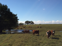 A herd of about 20 cattle are spread through a grassy pasture. Some are standing around a small pond of water.