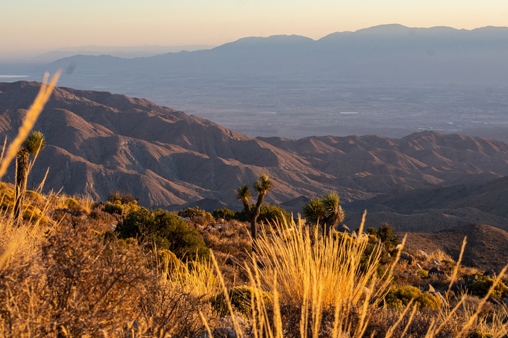 Desert plants and mountain range
