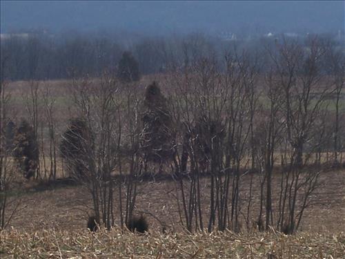 Clear vegetation from battlelines, viewsheds and eathworks Antietam NB Sharpsburg MD