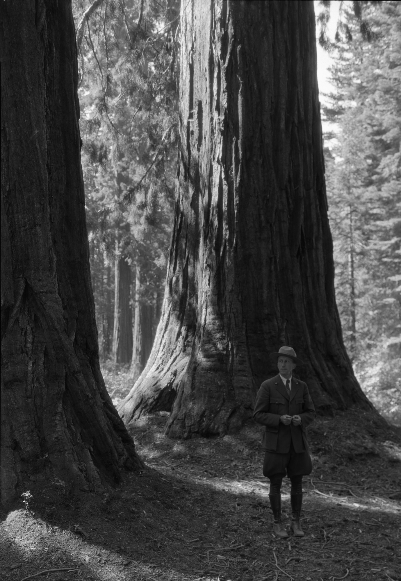 Supt. C. G. Thomson in the Mariposa Grove of Big Trees under the Old Guard.