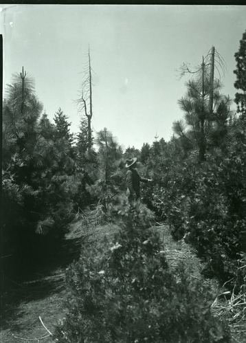 Yosemite Lumber Co - South side Reproduction growing on cutover lands and in old railroad grade.