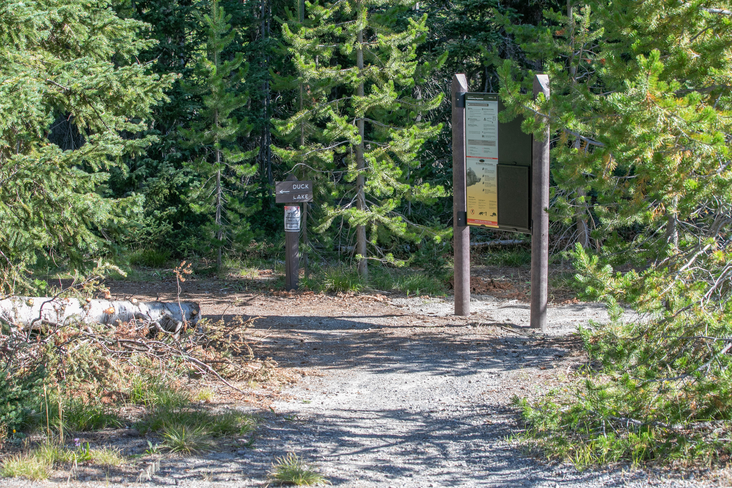 A trail passes to signs to the left into a forest.