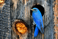 A small mountain bluebird near its nest